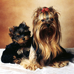 Chienne et son petit Yorkshires de l'élevage le Diademe de Laika