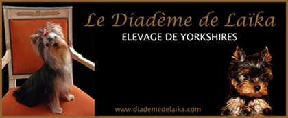 diademedelaika elevage de yorkshire terrier chiot en vente acheter chiot yorkshire