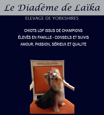 notre &eacute;levage de yorkshires terriers